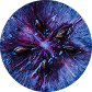Elderberry