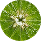 Himalayan Lime